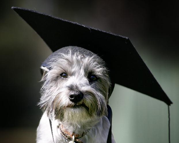 MBA University-dog